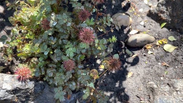 РАСТЕНИЯ КАМЕНИСТОГО САДИКА: ПРИВИТЫЕ СОСНЫ, ЕЛИ, ПИХТЫ, ПОЧВОПОКРОВНЫЕ. смотреть онлайн