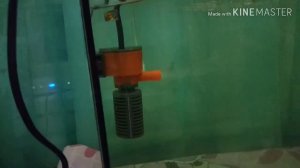 Новый компрэсор в новый аквариум!Умирает скалярия!😢😥😰