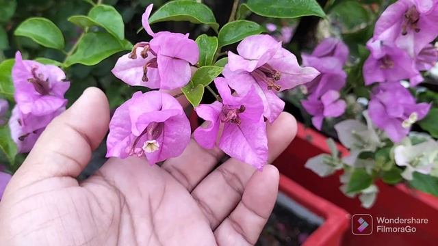 THE BEAUTY OF TRI COLOR BOUGAINVILLEA HERE AT ROYALE GARDEN смотреть онлайн