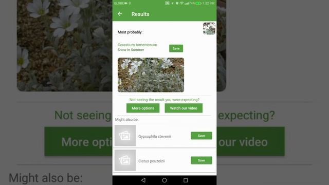 PlantSnap identifies a Snow in Summer (Cerastium tomentosum) смотреть онлайн