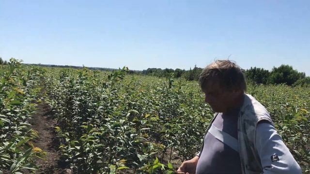 Окулировка подвоя ВСЛ-2 сортами черешни.