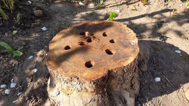 Мы проиграли. Пень селитры не боится. Пень Победил! смотреть онлайн