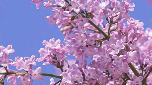 Романс. Отговорила роща. (исполнение Игорь Огурцов) смотреть онлайн