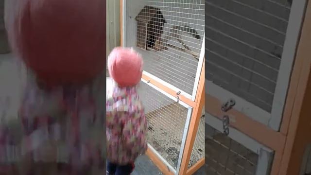 Выставка пушистиков кроликов, птиц, хомяков.