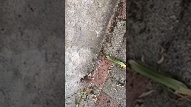 Мама мышь гуляет с мышатами) смотреть онлайн