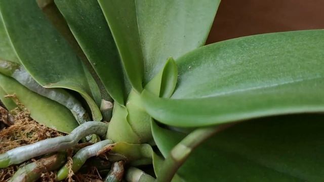 ВРЕДНЫЕ СОВЕТЫ ИЗ ИНТЕРНЕТА для орхидей, слушать которые НЕЛЬЗЯ!!! НЕ ДЕЛАЙТЕ ТАК! смотреть онлайн