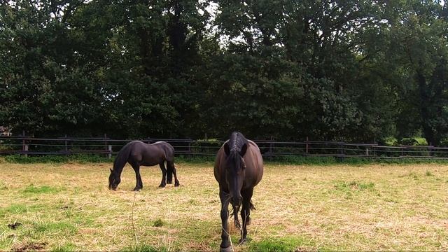 Meerbusch Ossum - Bösinghoven (Germany, NRW) In 4K смотреть онлайн