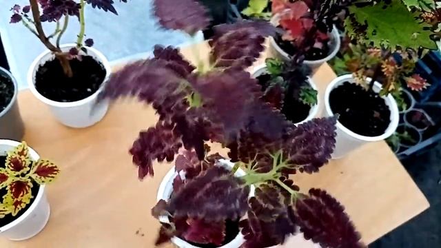 Комнатные растения. Формируем и черенкуем колеусы. смотреть онлайн