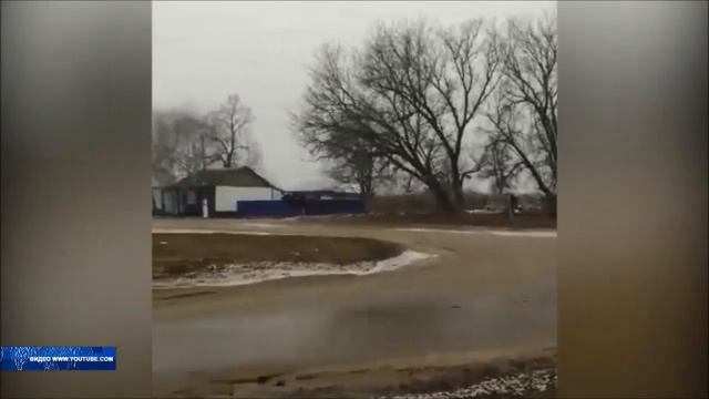 В село Подколодновка Богучарского района забежала лосиха смотреть онлайн