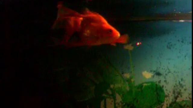 АкВаС.MOV смотреть онлайн