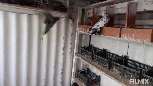 Вот из-за чего прекратил гон как то так ? ?? смотреть онлайн