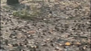 Повесть Виталия Полозова "На заимке" продолжение, часть 8, читает автор.