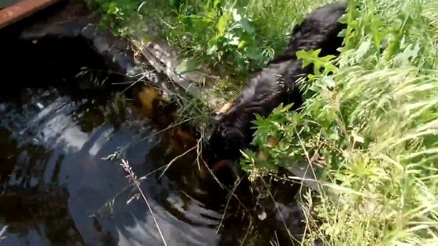 Собака Мотик пьет воду с водоема Dog drinks water from a pond 狗從池塘里喝水 смотреть онлайн