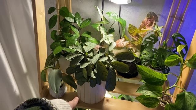 Зелёный дневник || перестановка в комнате, полив растений смотреть онлайн