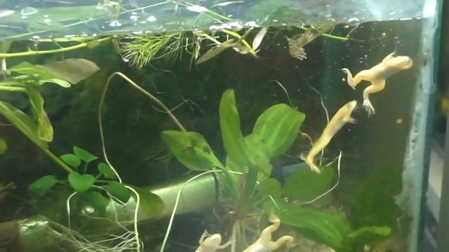 Шпорцевые лягушки - интересный домашний питомец!