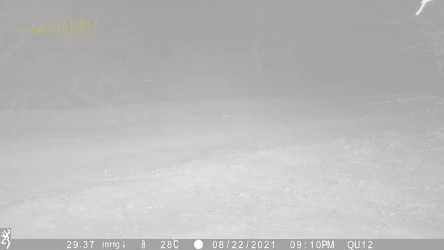 Ocelot caught on camera in Paraguayan Chaco's forest (REDD+) смотреть онлайн
