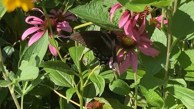 Spicebush Butterfly on echinacea смотреть онлайн