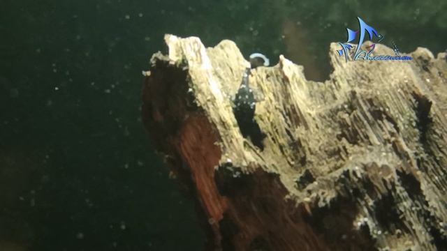 Звёздный анциструс L-181 - Ancistrus Hoplogenys Fry