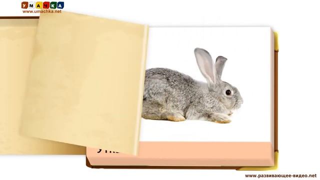 Домашние животные и птицы презентация для детей смотреть онлайн