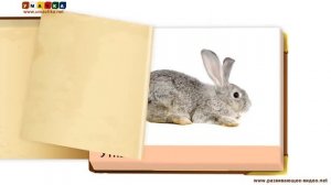 Домашние животные и птицы  презентация для детей