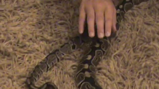 Pickle and Olive (ball python pets) смотреть онлайн