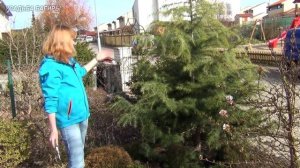 Формирование кроны кедра