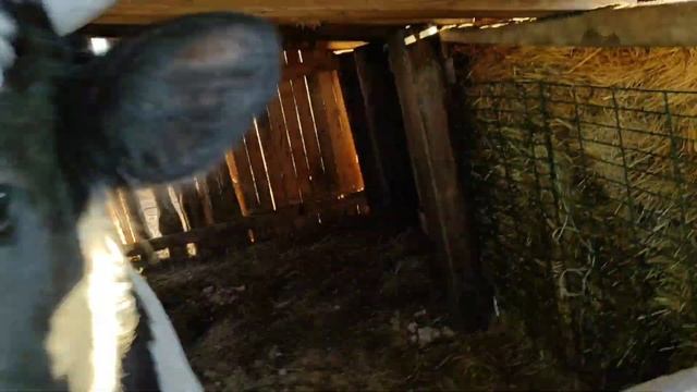 СКОРО ЗАБОЙ БЫКА / БЫК НА УСИЛЕННОМ ОТКОРМЕ смотреть онлайн