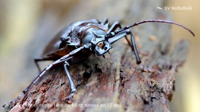 Жук Дровосек-титан (вес до 60 гр. длина до 17 см) смотреть онлайн