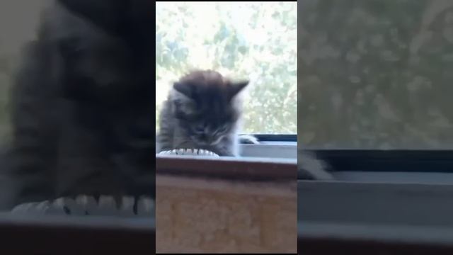 Трёхмесячный котёнок смотреть онлайн