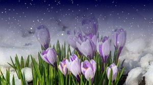 Футаж. Цветы на снегу 61