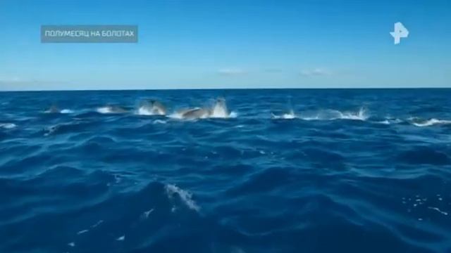 ТАЙНЫ ЧАПМАН 07 10 2021 смотреть онлайн