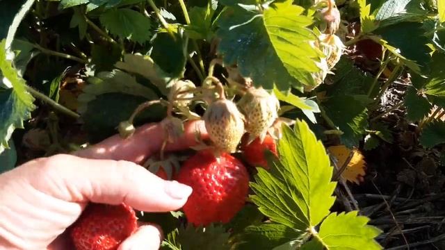 Супер ранній сорт - Розана Київська (продовженя .. далі буде...) смотреть онлайн