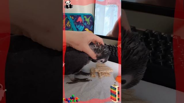 #shorts Попугай жако птенец учится кушать морковку смотреть онлайн
