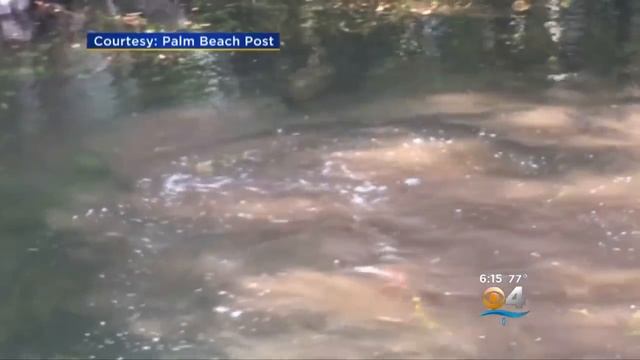 Caught On Camera: Fight Of The Fittest Between Python & Gator смотреть онлайн