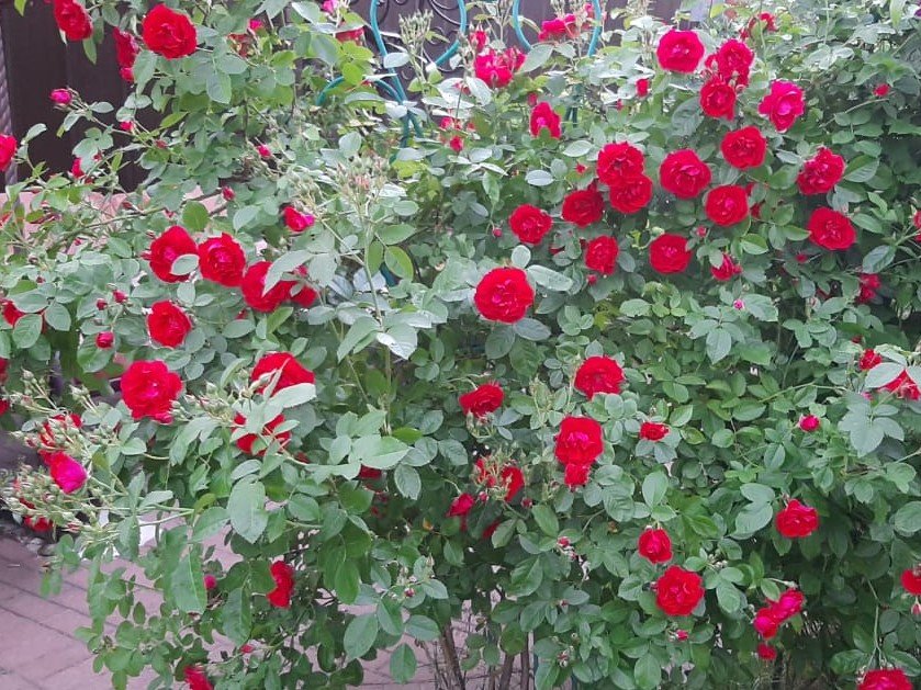 РОЗЫ. КОРДЕСОВСКАЯ ПЯТНИСТОСТЬ. ПРОФИЛАКТИКА И ЛЕЧЕНИЕ. смотреть онлайн