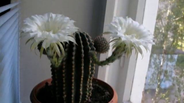 кактус смотреть онлайн