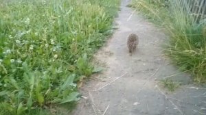 Июль - макушка лета. А.Твардовский. Читает Людмила Герасимова