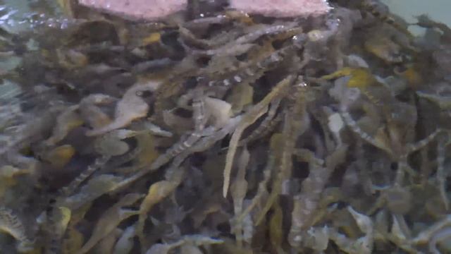 해마 1킬로에 1000만원? 중국이 부러워하는 세계 최대 규모의 제주 해마 대량양식 현장 / mystic fish seahorse / korean food смотреть онлайн
