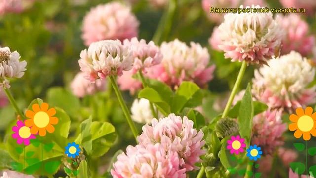 Смесь сидератов Клевер розовый. Краткий обзор, описание характеристик, где купить семена смотреть онлайн