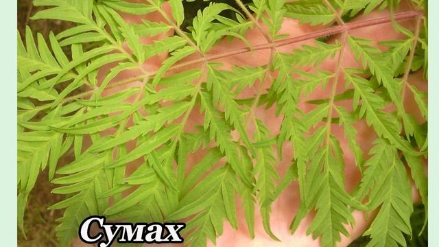 Анонс планируемых видео о растениях на 2019 год! смотреть онлайн