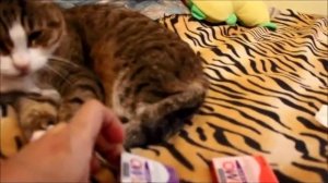 Как размягчить полимерную глину.  FIMO