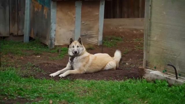 КОПАЕМ КАРТОШКУ У ДЕДА смотреть онлайн