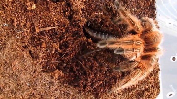 Grammostola rosea (RED) ужин