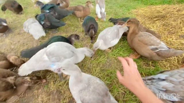 Мои ручные утки! Взвешиваем руанку в 2 мес. Новый вывод… смотреть онлайн