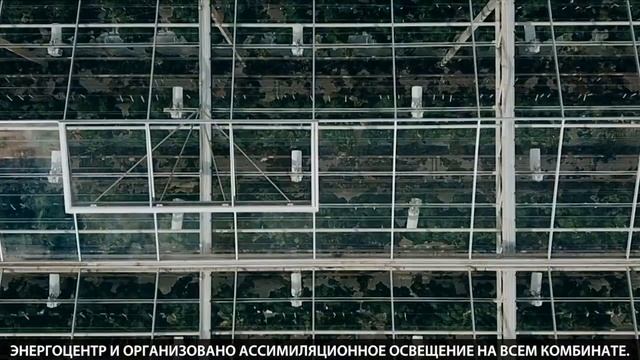 Компания "Фито" смотреть онлайн