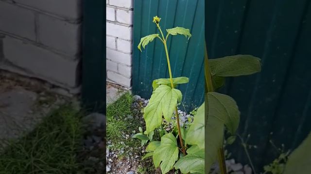 Калина Бульденеж первый год после посадки. смотреть онлайн