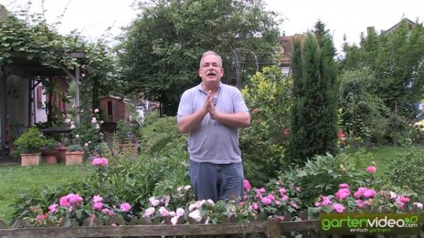 Portland Rose - Jacques Cartier