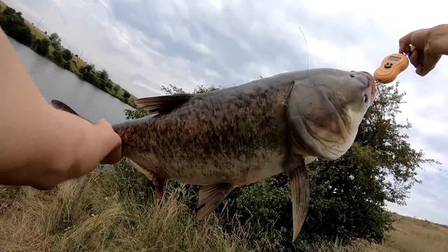 РАБОЧАЯ СНАСТЬ! ЛОВЛЯ ТРОФЕЙНЫХ ТОЛСТОЛОБОВ! рыбалка на толстолобика смотреть онлайн