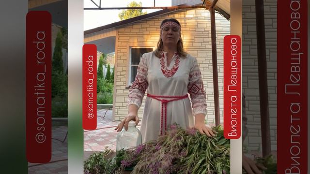 Иван-чай. Заготовка на ферментацию смотреть онлайн