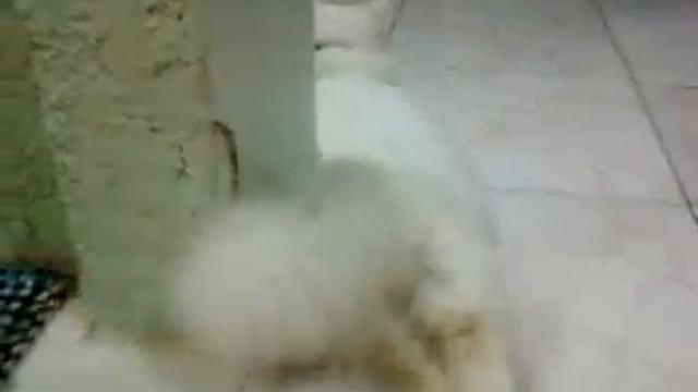 Snowbelle смотреть онлайн